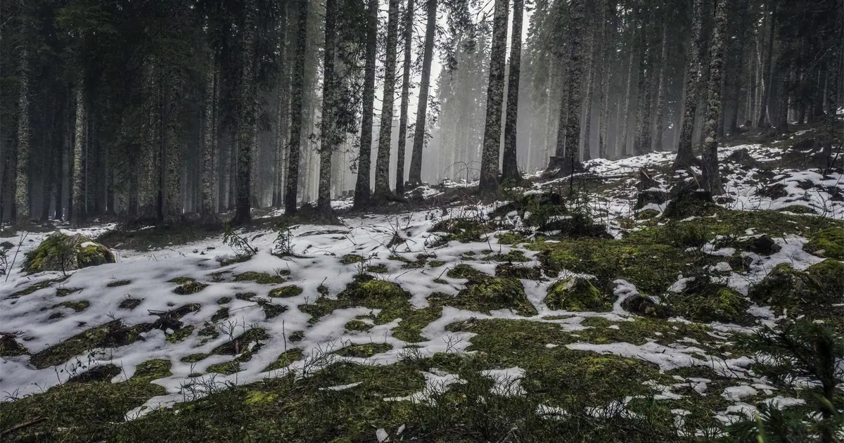 top nature shots with with sharp focus plans photo for buyers